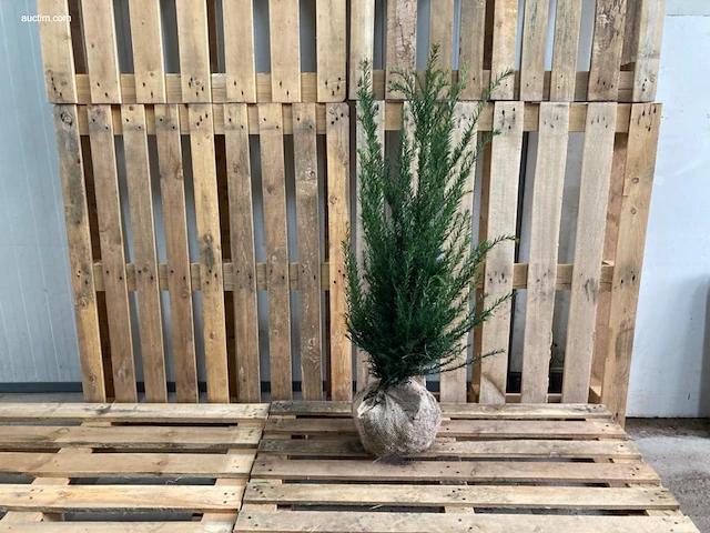 (35x) taxus baccata 60-80 - afbeelding 1 van  1