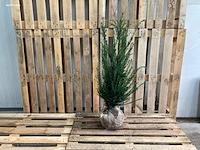 (35x) taxus baccata 60-80