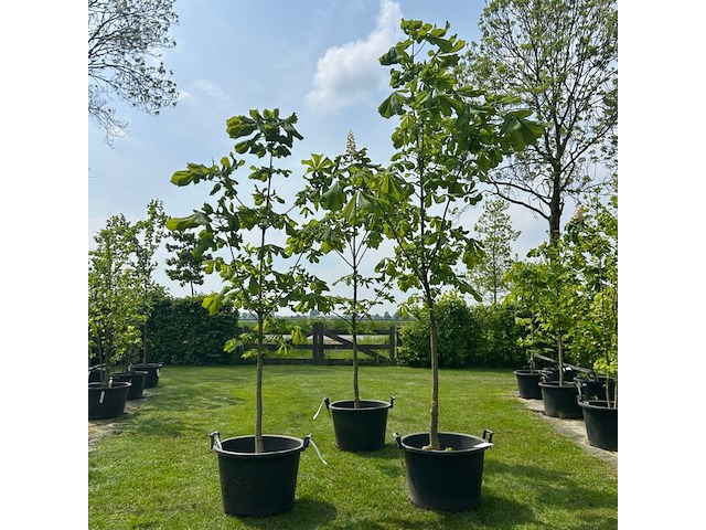 3x aesculus hippocastanum (paardenkastanje wit) - afbeelding 1 van  2