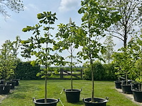 3x aesculus hippocastanum (paardenkastanje wit) - afbeelding 1 van  2