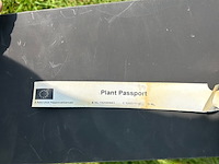 3x aesculus hippocastanum (paardenkastanje wit) - afbeelding 2 van  2