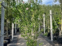 3x altheastruik, hibiscus 'lady stanley', sierheester, roze bloei, ca. 175-200 cm hoog