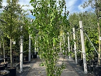 3x altheastruik, hibiscus 'lady stanley', sierheester, roze bloei, ca. 175-200 cm hoog - afbeelding 2 van  4