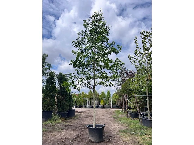3x amberboom, liquidambar styraciflua, hoogstam, herfstverkleuring, ca. 5 m hoog - afbeelding 1 van  4