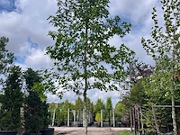 3x amberboom, liquidambar styraciflua, hoogstam, herfstverkleuring, ca. 5 m hoog