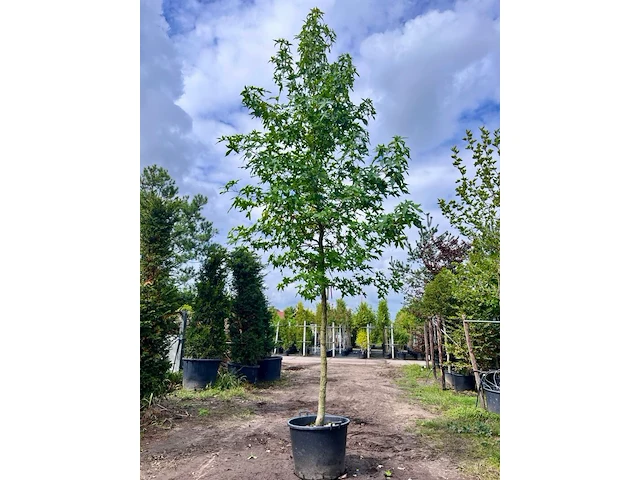 3x amberboom, liquidambar styraciflua, hoogstam, herfstverkleuring, ca. 5 m hoog - afbeelding 2 van  4