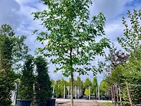3x amberboom, liquidambar styraciflua, hoogstam, herfstverkleuring, ca. 5 m hoog - afbeelding 2 van  4
