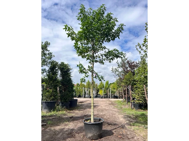 3x amberboom, liquidambar styraciflua, hoogstam, herfstverkleuring, ca. 5 m hoog - afbeelding 3 van  4