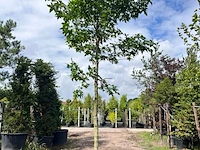 3x amberboom, liquidambar styraciflua, hoogstam, herfstverkleuring, ca. 5 m hoog - afbeelding 3 van  4