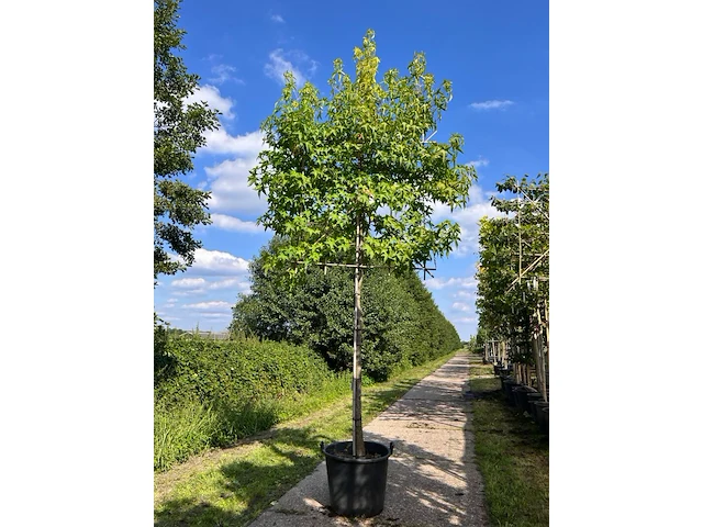 3x amberboom, liquidambar styraciflua, leiboom, herfstverkleuring, ca. 180 cm stamhoogte - afbeelding 1 van  3