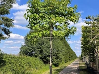 3x amberboom, liquidambar styraciflua, leiboom, herfstverkleuring, ca. 180 cm stamhoogte