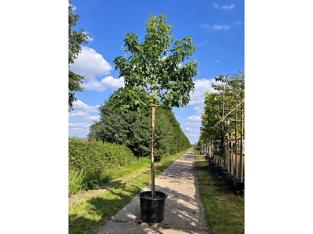 3x amberboom, liquidambar styraciflua, leiboom, herfstverkleuring, ca. 180 cm stamhoogte - afbeelding 2 van  3