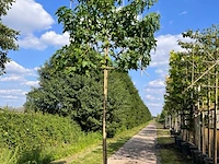 3x amberboom, liquidambar styraciflua, leiboom, herfstverkleuring, ca. 180 cm stamhoogte - afbeelding 2 van  3