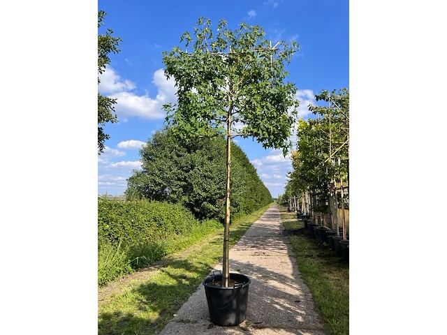 3x amberboom, liquidambar styraciflua, leiboom, herfstverkleuring, ca. 180 cm stamhoogte - afbeelding 3 van  3