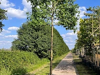 3x amberboom, liquidambar styraciflua, leiboom, herfstverkleuring, ca. 180 cm stamhoogte - afbeelding 3 van  3