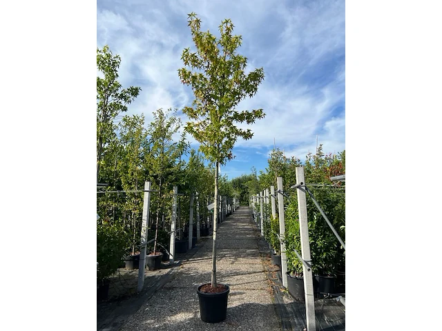 3x amberboom, liquidambar 'worplesdon', hoogstam, herfstverkleuring, ca. 3.5 m hoog - afbeelding 1 van  4