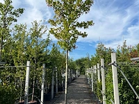 3x amberboom, liquidambar 'worplesdon', hoogstam, herfstverkleuring, ca. 3.5 m hoog