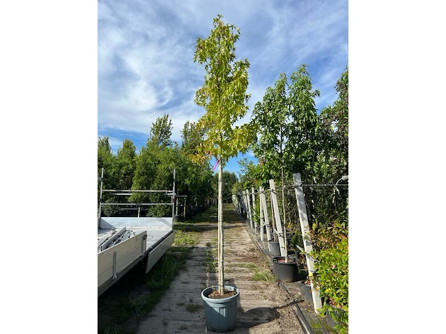3x amberboom, liquidambar 'worplesdon', hoogstam, herfstverkleuring, ca. 3.5 m hoog - afbeelding 2 van  4
