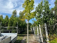 3x amberboom, liquidambar 'worplesdon', hoogstam, herfstverkleuring, ca. 3.5 m hoog - afbeelding 2 van  4