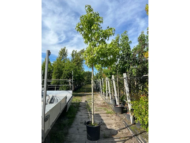 3x amberboom, liquidambar 'worplesdon', hoogstam, herfstverkleuring, ca. 3.5 m hoog - afbeelding 3 van  4
