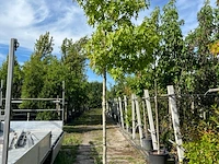 3x amberboom, liquidambar 'worplesdon', hoogstam, herfstverkleuring, ca. 3.5 m hoog - afbeelding 3 van  4
