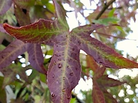 3x amberboom, liquidambar 'worplesdon', hoogstam, herfstverkleuring, ca. 3.5 m hoog - afbeelding 4 van  4