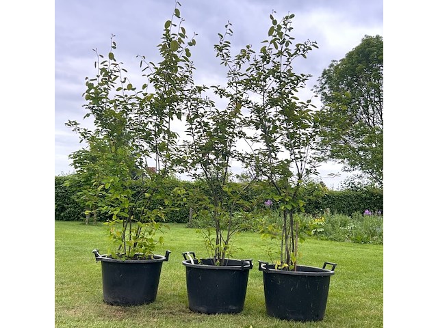 3x amelancier lamarckii (krentenboom) - afbeelding 1 van  2