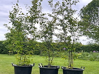 3x amelancier lamarckii (krentenboom) - afbeelding 1 van  2