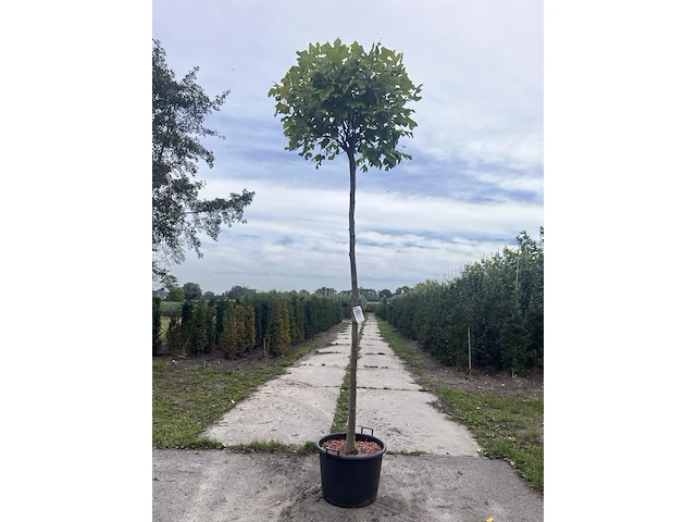3x amerikaanse tulpenboom, liriodendron 'edward gursztyn', bolboom, gele herfstkleur, 220 cm stamhoogte - afbeelding 1 van  2