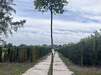 3x amerikaanse tulpenboom, liriodendron 'edward gursztyn', bolboom, gele herfstkleur, 220 cm stamhoogte