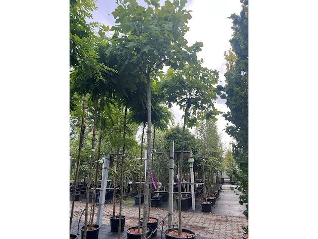 3x amerikaanse tulpenboom, liriodendron 'edward gursztyn', bolboom, gele herfstkleur, 220 cm stamhoogte - afbeelding 2 van  2