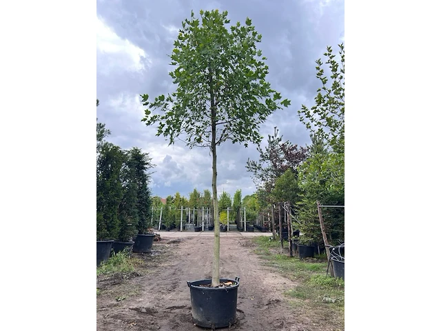 3x amerikaanse tulpenboom, liriodendron tulipifera, hoogstam, gele herfstkleur, ca. 5 m hoog - afbeelding 1 van  4