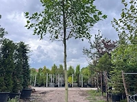 3x amerikaanse tulpenboom, liriodendron tulipifera, hoogstam, gele herfstkleur, ca. 5 m hoog - afbeelding 1 van  4