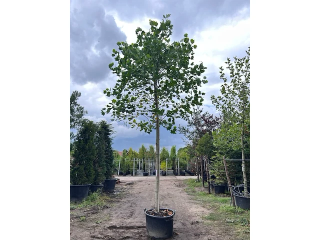 3x amerikaanse tulpenboom, liriodendron tulipifera, hoogstam, gele herfstkleur, ca. 5 m hoog - afbeelding 2 van  4