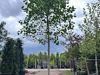 3x amerikaanse tulpenboom, liriodendron tulipifera, hoogstam, gele herfstkleur, ca. 5 m hoog - afbeelding 2 van  4
