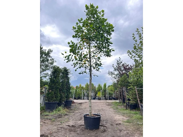 3x amerikaanse tulpenboom, liriodendron tulipifera, hoogstam, gele herfstkleur, ca. 5 m hoog - afbeelding 3 van  4