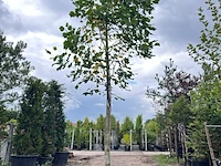 3x amerikaanse tulpenboom, liriodendron tulipifera, hoogstam, gele herfstkleur, ca. 5 m hoog - afbeelding 3 van  4