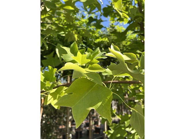 3x amerikaanse tulpenboom, liriodendron tulipifera, hoogstam, gele herfstkleur, ca. 5 m hoog - afbeelding 4 van  4