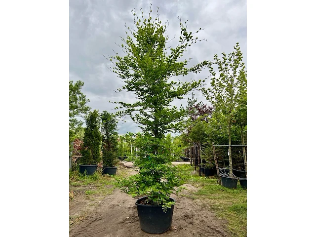 3x beuk, fagus sylvatica, geveerd, groenbladig, ca. 5-6 m hoog - afbeelding 1 van  3