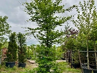 3x beuk, fagus sylvatica, geveerd, groenbladig, ca. 5-6 m hoog