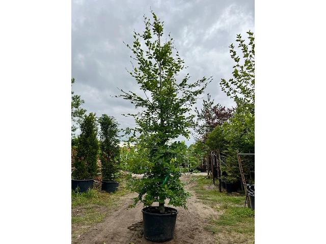 3x beuk, fagus sylvatica, geveerd, groenbladig, ca. 5-6 m hoog - afbeelding 2 van  3