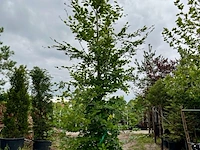 3x beuk, fagus sylvatica, geveerd, groenbladig, ca. 5-6 m hoog - afbeelding 2 van  3
