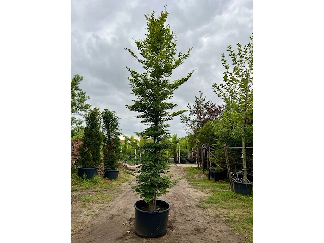 3x beuk, fagus sylvatica, geveerd, groenbladig, ca. 5-6 m hoog - afbeelding 3 van  3