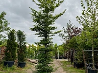 3x beuk, fagus sylvatica, geveerd, groenbladig, ca. 5-6 m hoog - afbeelding 3 van  3