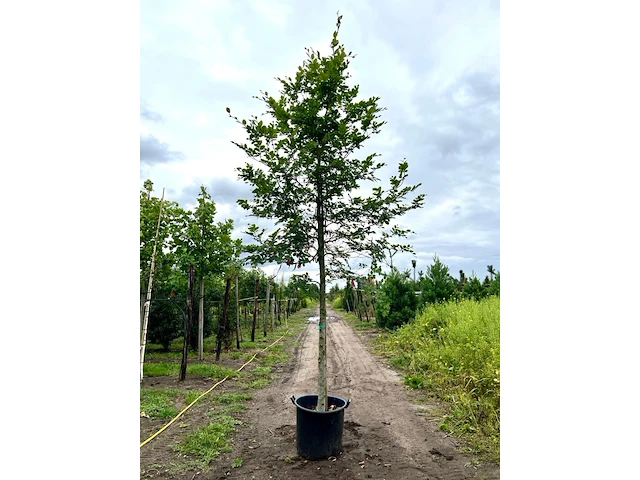 3x beuk, fagus sylvatica, hoogstam, groenbladig, ca. 5 m hoog - afbeelding 1 van  3