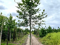 3x beuk, fagus sylvatica, hoogstam, groenbladig, ca. 5 m hoog