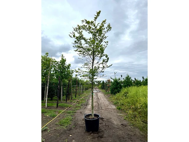 3x beuk, fagus sylvatica, hoogstam, groenbladig, ca. 5 m hoog - afbeelding 2 van  3