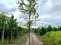 3x beuk, fagus sylvatica, hoogstam, groenbladig, ca. 5 m hoog - afbeelding 2 van  3