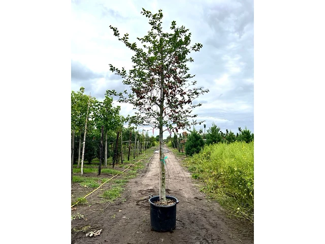 3x beuk, fagus sylvatica, hoogstam, groenbladig, ca. 5 m hoog - afbeelding 3 van  3