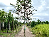 3x beuk, fagus sylvatica, hoogstam, groenbladig, ca. 5 m hoog - afbeelding 3 van  3